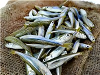 LATTERINO IQF 1KGX10