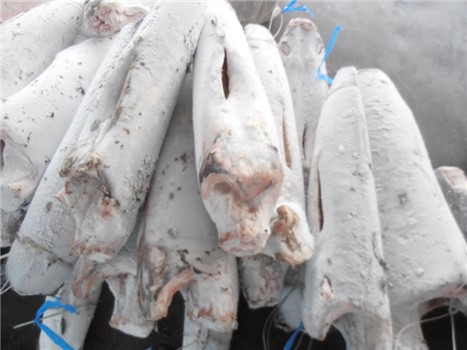 PESCE SPADA CON PANCIA 10/30