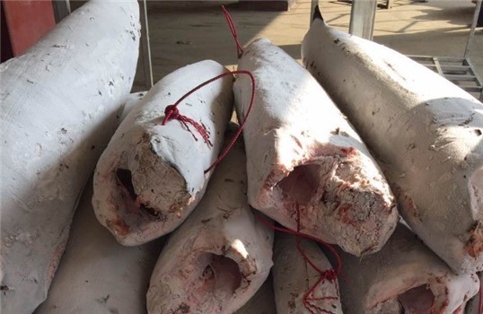 PESCE SPADA CON PANCIA 50/70