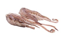 TENTACOLO TOTANO COMEX GIGAS TAGL.COTTI SFUSI KG5