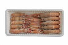 SCAMPI  13/16 VASCHETTA PZ1X6