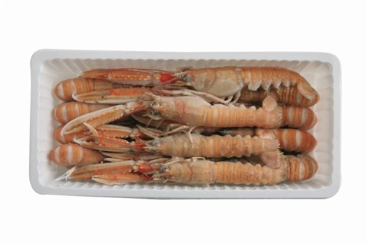 SCAMPI 8/12 VASCHETTA PZ1X6