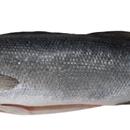 SPIGOLA EVISCERATA MEDITERRANEA IWP 6KG