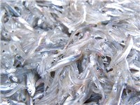PESCE GHIACCIO 2/4 1X9KG