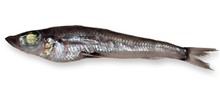 OCCHIONI OCCHI VERDI 6x2KG