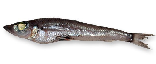 OCCHIONI OCCHI VERDI 6x2KG