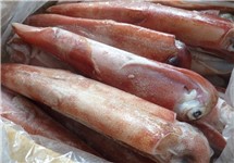 CALAMARO VIETNAM 25/30  C/T IQF 7KG