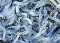 PESCE GHIACCIO 0.450KGX20