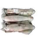 CALAMARO INDIA U3 BLAST FROZEN 6KGX2 10%