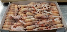 SCAMPI INTERI BORDO PORCUPINE  21/30 9KG