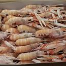 SCAMPI INTERI BORDO PORCUPINE 21/30 9KG