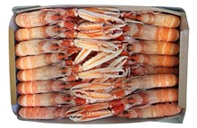 SCAMPI INTERI BORDO PORCUPINE  10/15 9KG