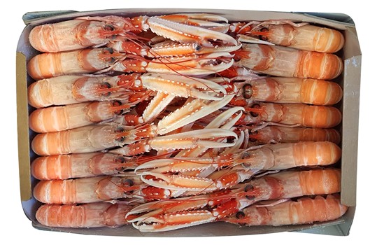 SCAMPI INTERI BORDO PORCUPINE 10/15 9KG