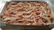 SCAMPI BORDO PORCUPINE CLOGHERHEAD 41/50 9KG