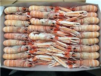SCAMPI INTERI BORDO PORCUPINE  16/20 9KG