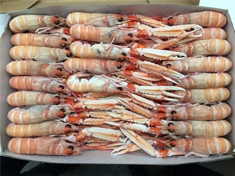 SCAMPI INTERI BORDO PORCUPINE 16/20 9KG