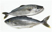 RICCIOLA INTERA  4/8 KG. 20