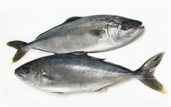 RICCIOLA INTERA 4/8 KG. 20