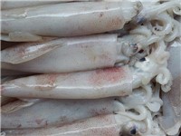 CALAMARO YEMEN  U3 BLOCK FROZEN 6KGX2  10%