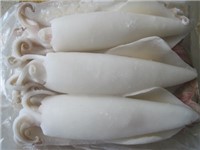 CALAMARO PULITO  U5 BLOCCO PAOLOMARE 1.4KGX6