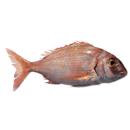 PAGRO ROSA  RED SNAPPER N.5 FAO 81