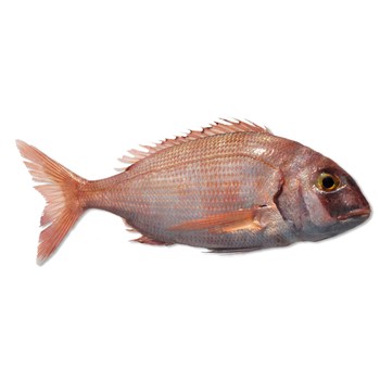 PAGRO ROSA RED SNAPPER N.5 FAO 81