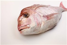 PAGRO ROSA  RED SNAPPER N.3 FAO 81