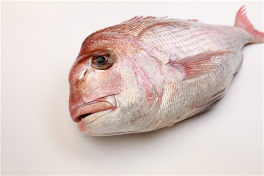 PAGRO ROSA RED SNAPPER N.3 FAO 81