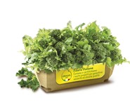 CIMETTE  DI RAPA OROGEL IQF 1KGX6