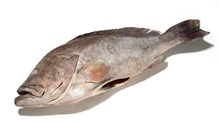 CERNIA OMAN INTERA 2UP 20KG