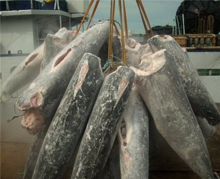 PESCE SPADA SASHIMI U10