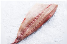 RICCIOLA FILETTO  200/400  IWP KG.6