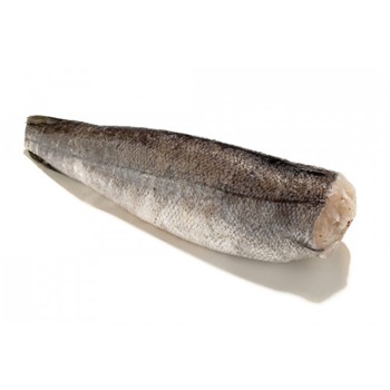PESCE BURRO OMAN S/T 2 UP KG. 18