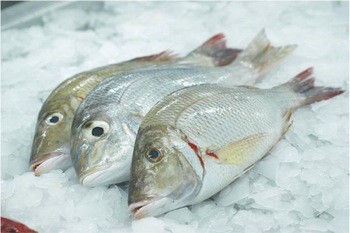 PESCE IMPERATORE OMAN S/T 2 UP PV