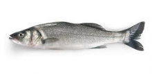 BRANZINO INTERO FRESCO IQF 1000/1500 10KG